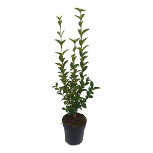 Ligustrum ovalifolium 125/150 KL. - afbeelding 11