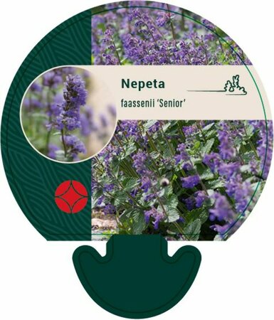 Nepeta faassenii 'Senior' P9 - afbeelding 3