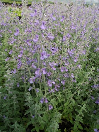 Nepeta faassenii 'Senior' P9 - afbeelding 5