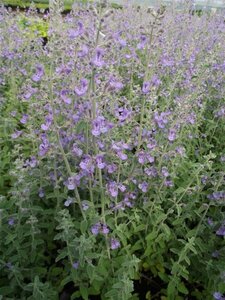 Nepeta faassenii 'Senior' P9 - afbeelding 5