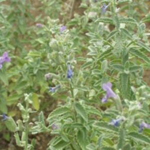 Nepeta faassenii 'Senior' P9 - afbeelding 6