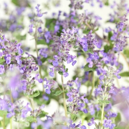 Nepeta faassenii 'Senior' P9 - afbeelding 7