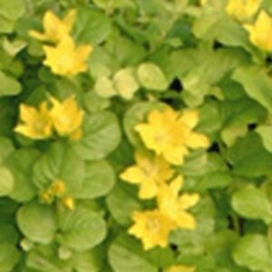 Lysimachia nummularia 'Aurea' P9 - afbeelding 3