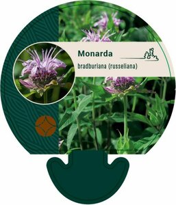 Monarda bradburiana P9 - afbeelding 1