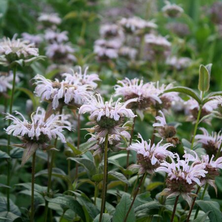 Monarda bradburiana P9 - afbeelding 3