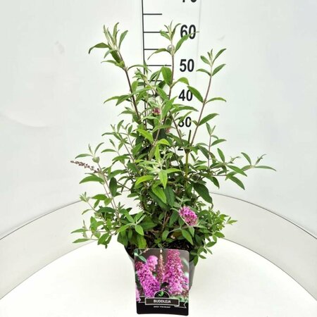Buddleja davidii 'Pink Delight' 60/80 C. - afbeelding 2