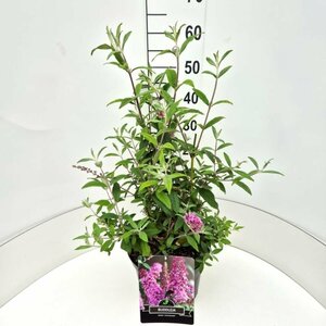 Buddleja davidii 'Pink Delight' 60/80 C. - afbeelding 2