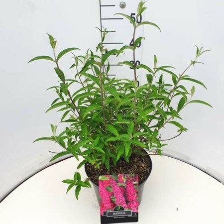 Buddleja davidii 'Royal Red' C10 - afbeelding 5