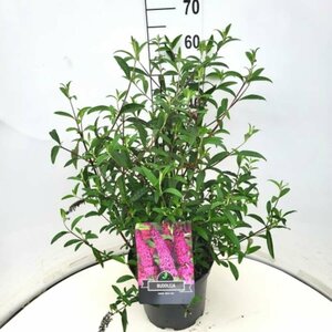 Buddleja davidii 'Royal Red' C10 - afbeelding 4