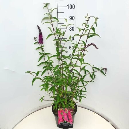 Buddleja davidii 'Royal Red' C10 - afbeelding 3