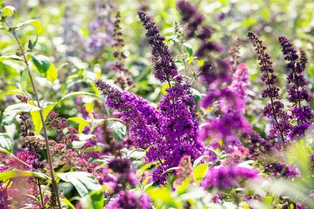 Buddleja davidii 'Royal Red' C10 - afbeelding 1