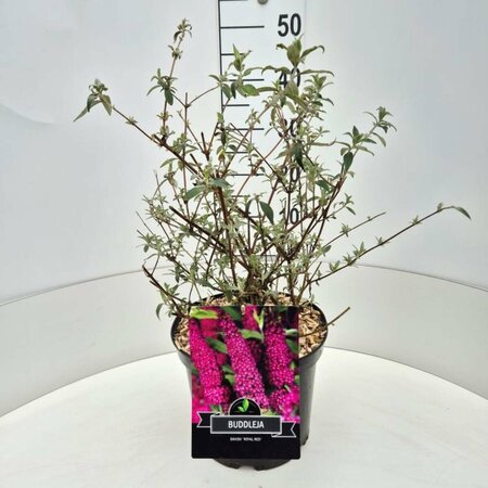 Buddleja davidii 'Royal Red' C10 - afbeelding 7