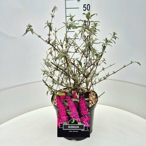 Buddleja davidii 'Royal Red' C10 - afbeelding 7