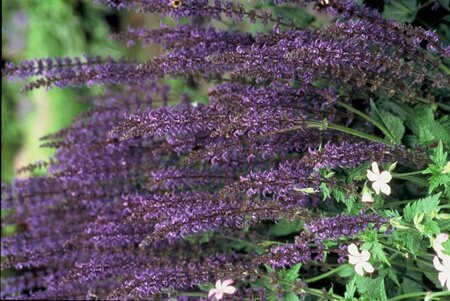 Salvia nemorosa 'Mainacht' C2 - afbeelding 2
