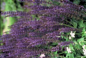 Salvia nemorosa 'Mainacht' C2 - afbeelding 2