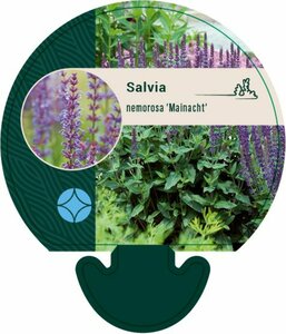 Salvia nemorosa 'Mainacht' C2 - afbeelding 3