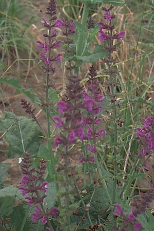 Salvia nemorosa 'Mainacht' C2 - afbeelding 1