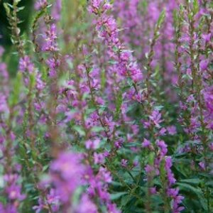 Lythrum salicaria P9 - afbeelding 3