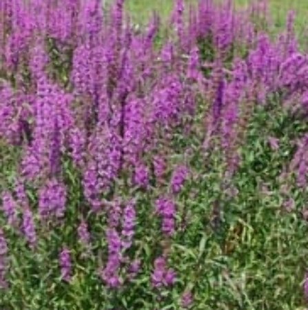 Lythrum salicaria P9 - afbeelding 4