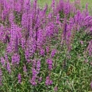 Lythrum salicaria P9 - afbeelding 4