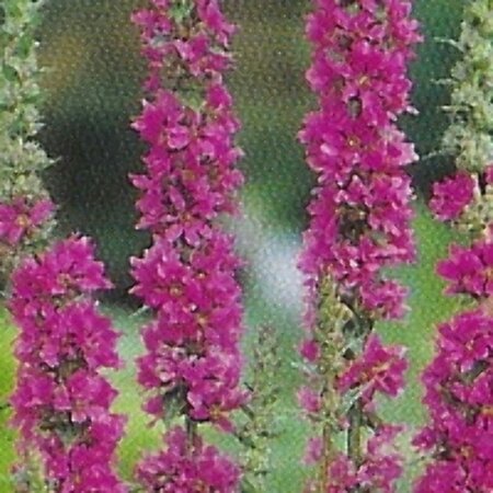 Lythrum salicaria P9 - afbeelding 5