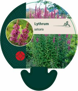 Lythrum salicaria P9 - afbeelding 2