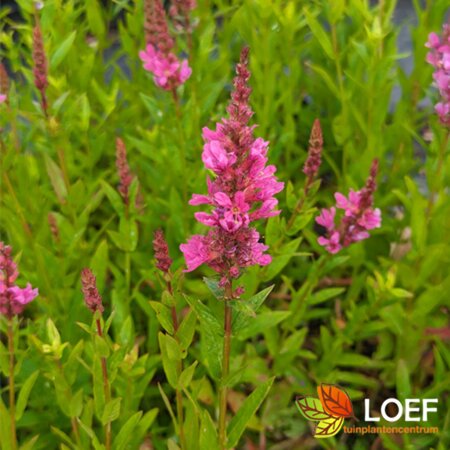 Lythrum salicaria P9 - afbeelding 1