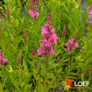 Lythrum salicaria P9 - afbeelding 1