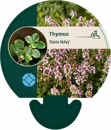 Thymus 'Doone Valley' P9 - afbeelding 3