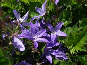 Campanula poscharskyana P9 - afbeelding 3