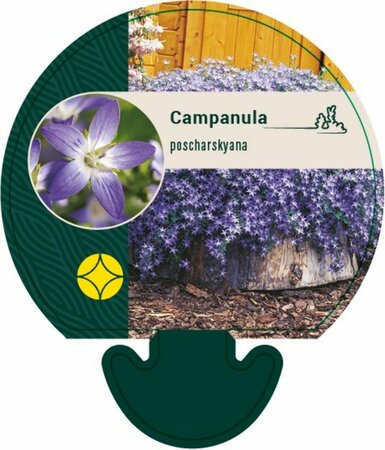 Campanula poscharskyana P9 - afbeelding 2