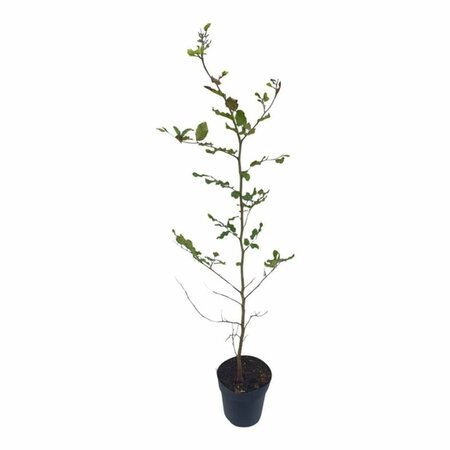 Fagus sylvatica 100/125 W. - afbeelding 11