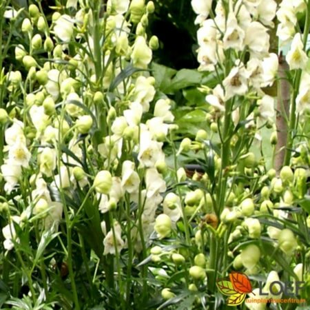 Aconitum napellus 'Album' P9 - afbeelding 1