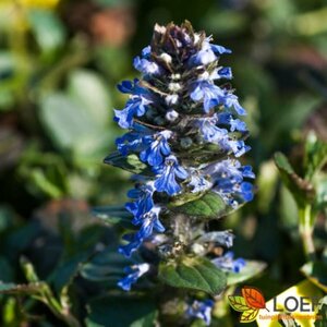 Ajuga reptans P9 - afbeelding 2