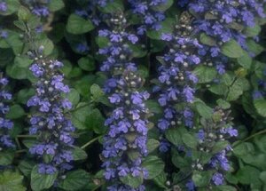 Ajuga reptans P9 - afbeelding 1