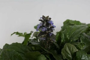 Ajuga reptans P9 - afbeelding 8