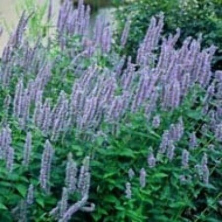 Agastache foeniculum P9 - afbeelding 2