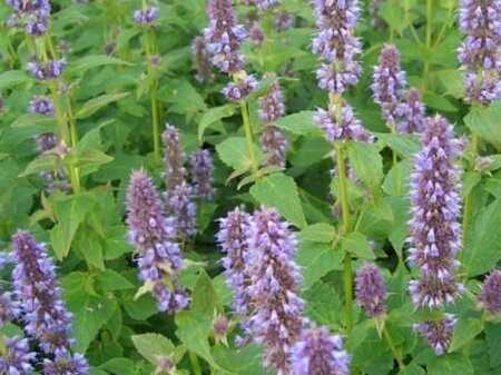 Agastache foeniculum P9 - afbeelding 3