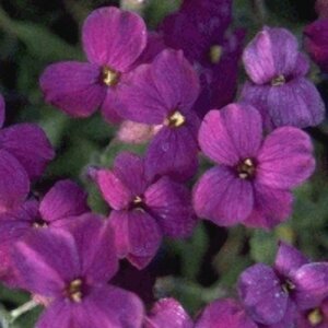 Aubrieta 'Cascade Purple' P9 - afbeelding 2