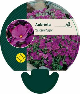 Aubrieta 'Cascade Purple' P9 - afbeelding 1