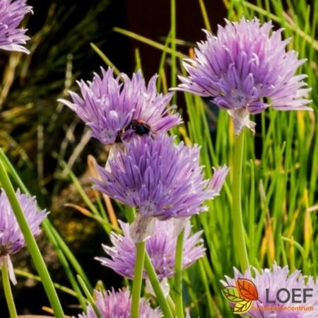 Allium schoenoprasum C1.5 - afbeelding 2
