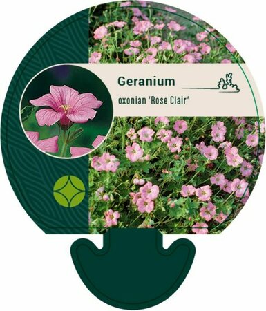 Geranium oxonianum 'Rose Clair' P9 - afbeelding 3