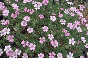 Geranium oxonianum 'Rose Clair' P9 - afbeelding 1