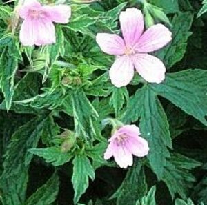 Geranium oxonianum 'Rose Clair' P9 - afbeelding 2