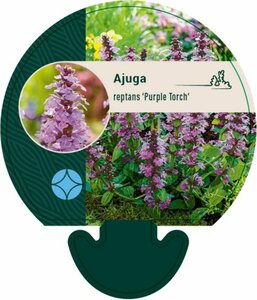 Ajuga reptans 'Purple Torch' P9 - afbeelding 3