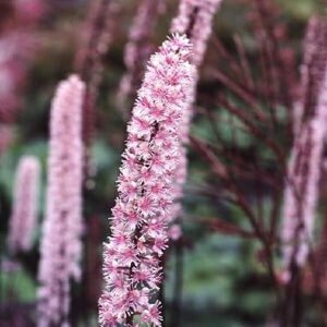 Actaea simplex 'Pink Spike' P9 - afbeelding 3