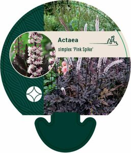 Actaea simplex 'Pink Spike' P9 - afbeelding 4