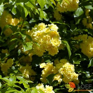 Rosa banksiae 'Lutea' 175/200 C.