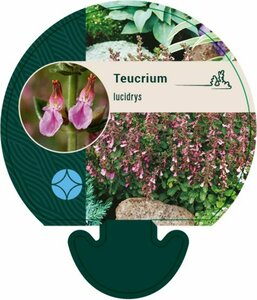 Teucrium lucidrys P9 - afbeelding 3