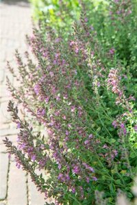 Teucrium lucidrys P9 - afbeelding 1